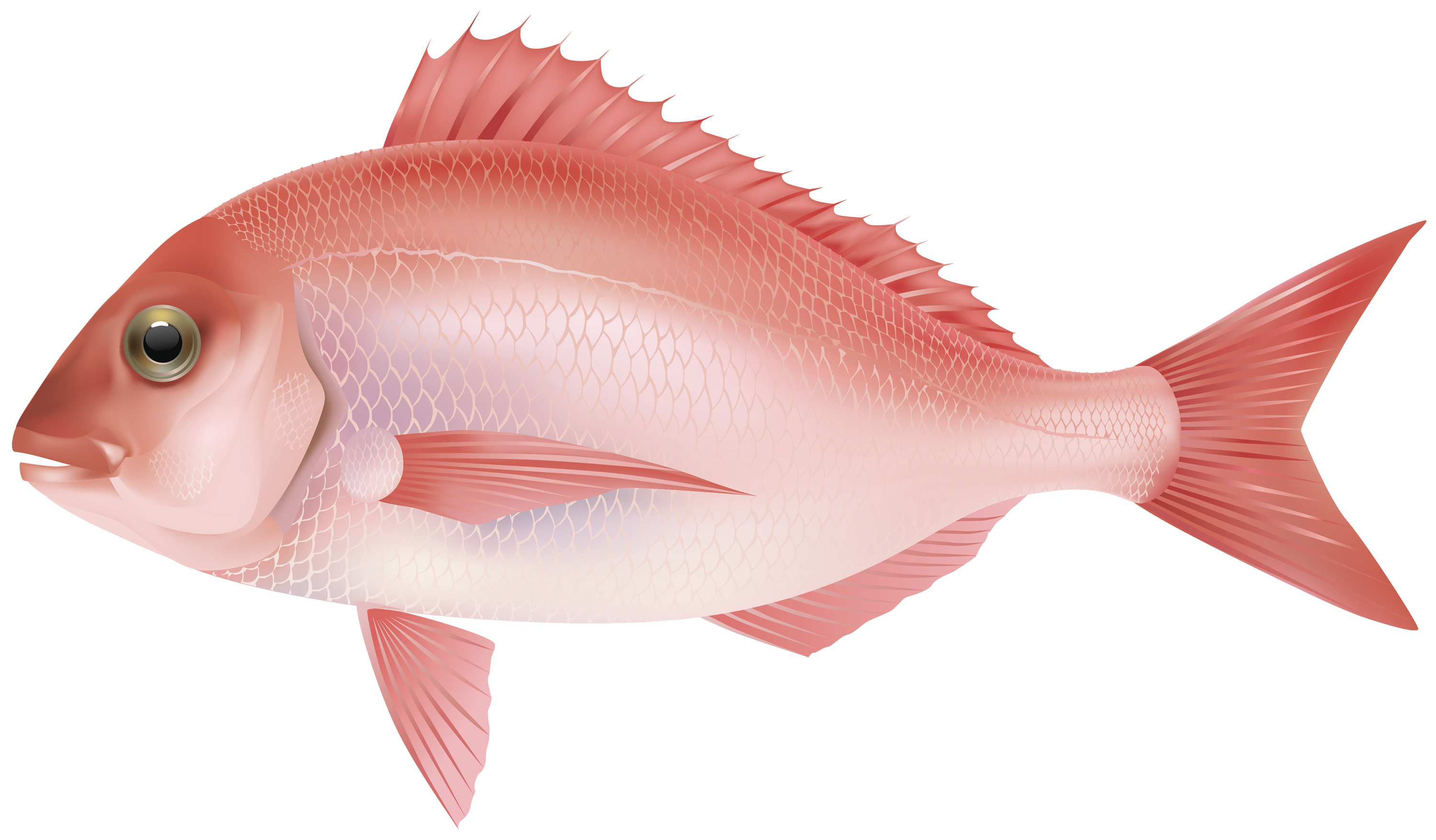 Fish PNG - 24502