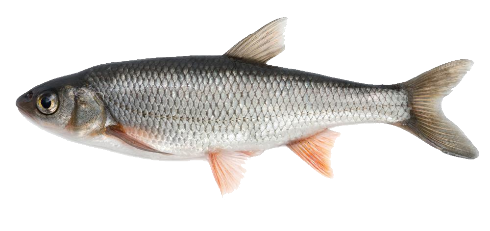 Fish PNG - 24508