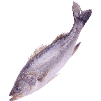 Fish PNG - 24510