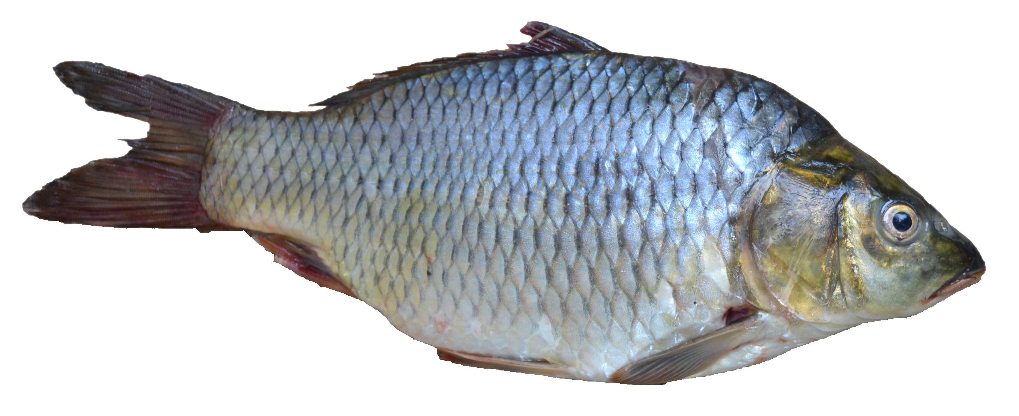 Fish PNG HD  - 129571