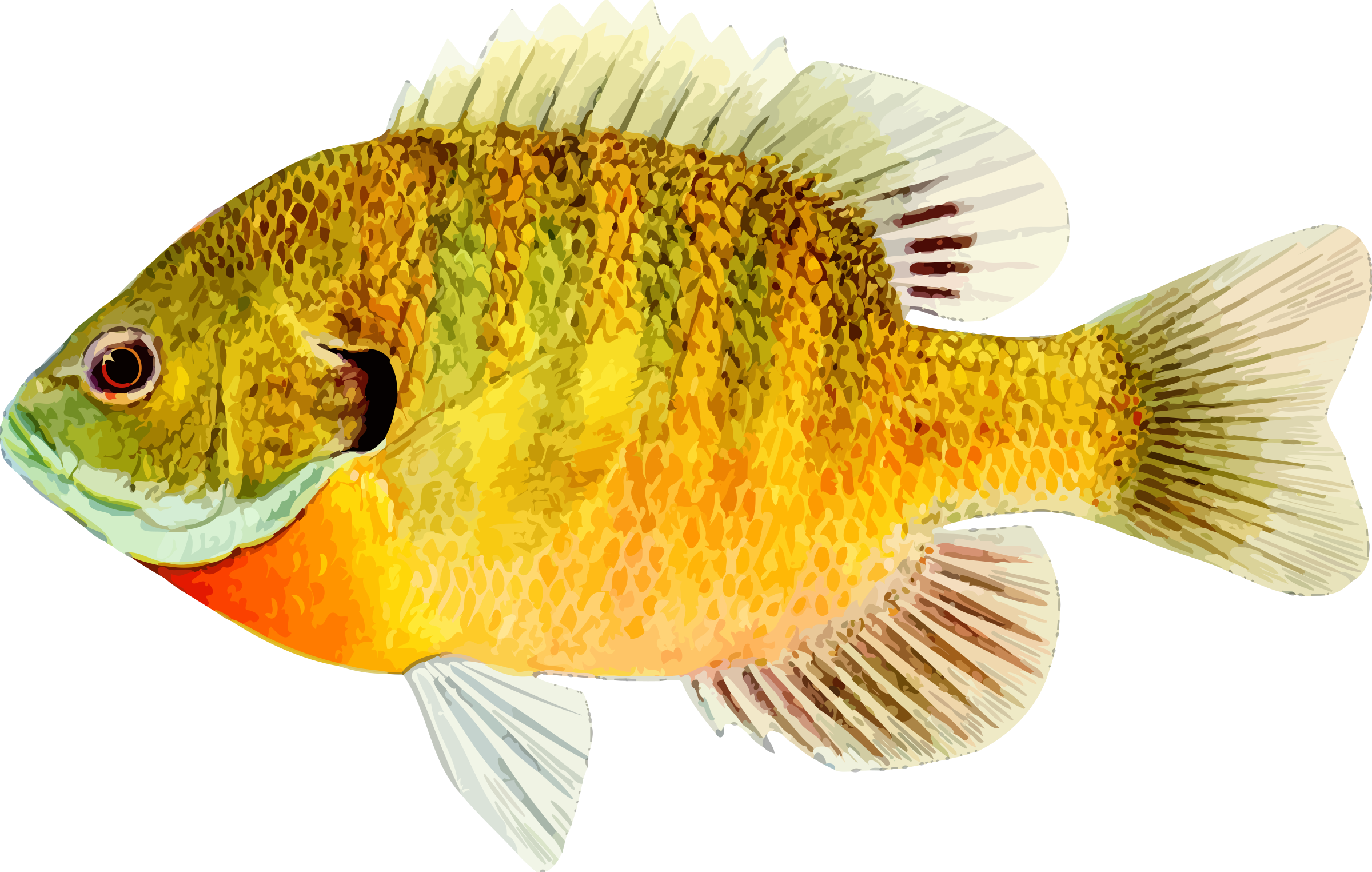 Fish PNG HD  - 129577