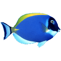 Fish PNG HD  - 129573