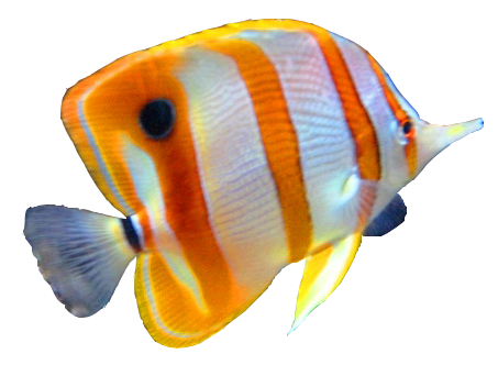 Fish PNG HD  - 129579
