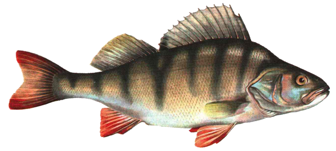 Fish PNG HD  - 129564