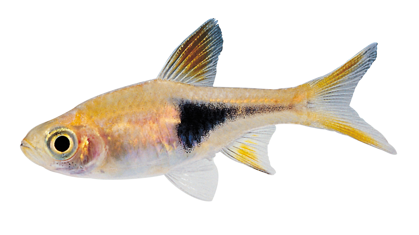 Fish PNG HD  - 129563