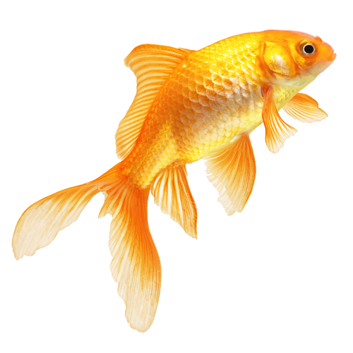 Fish PNG HD  - 129566