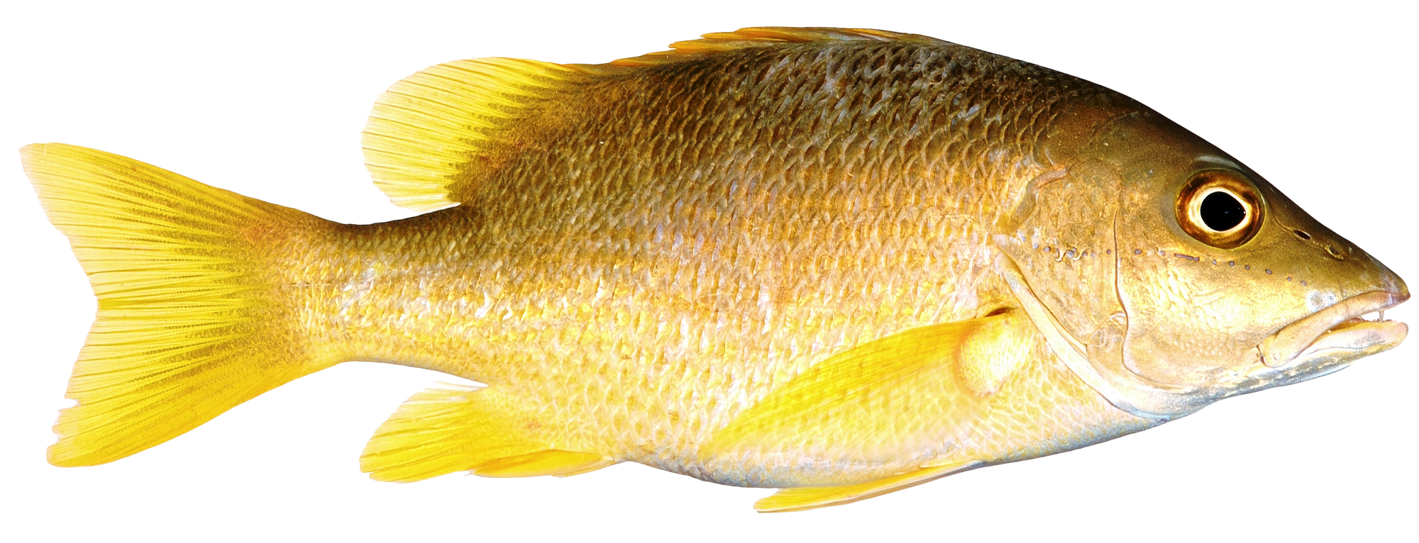Fish PNG - 5042