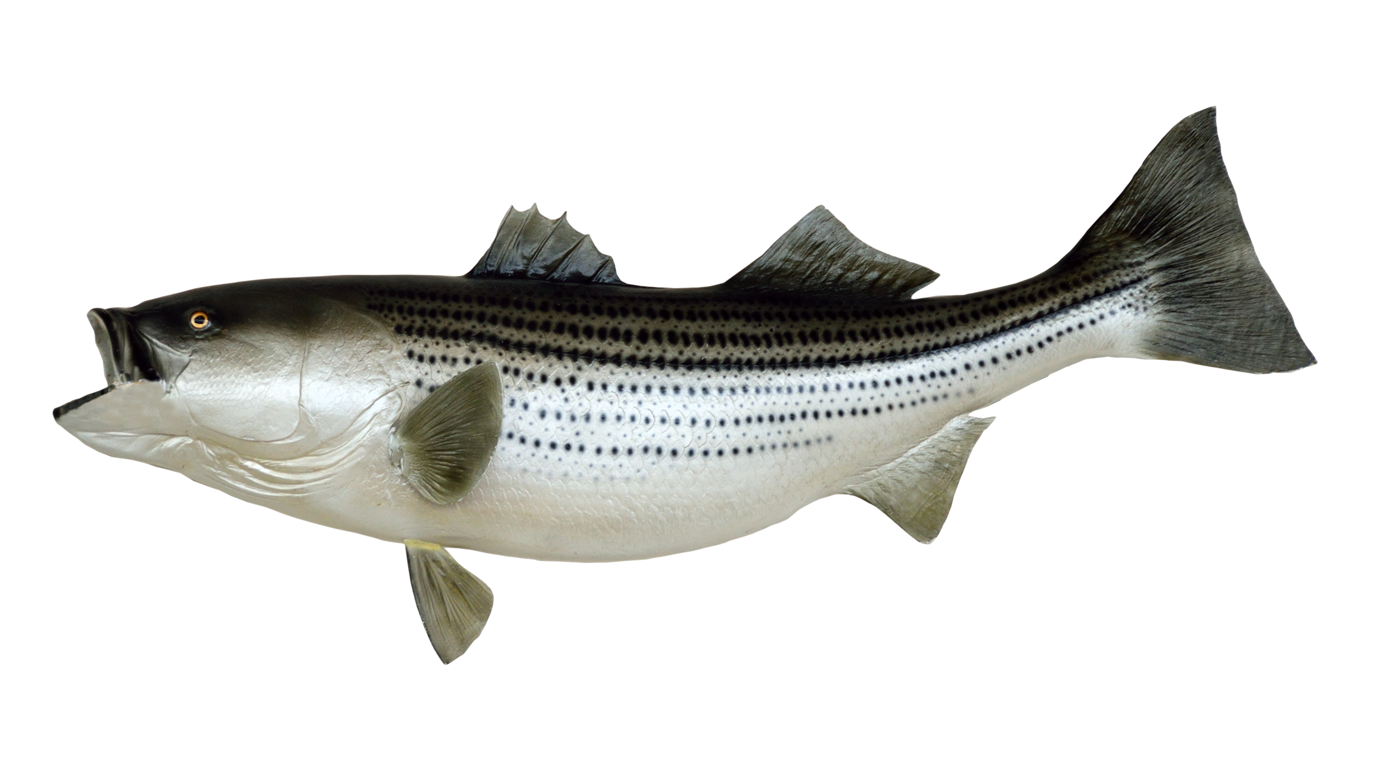 Fish PNG - 5045