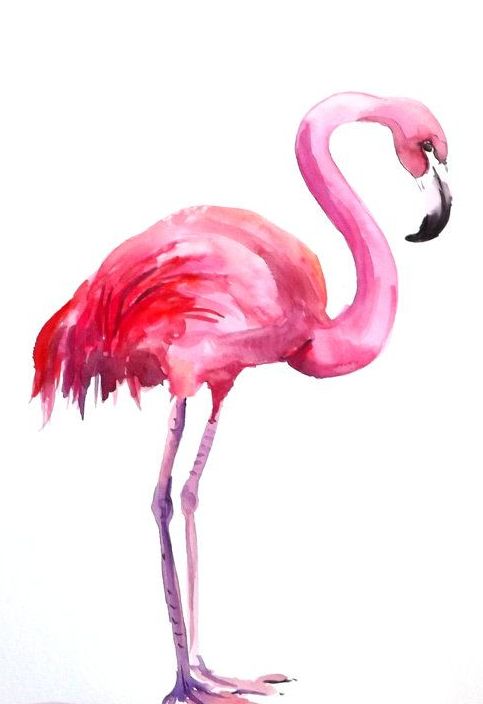 Flamingo PNG - 4825
