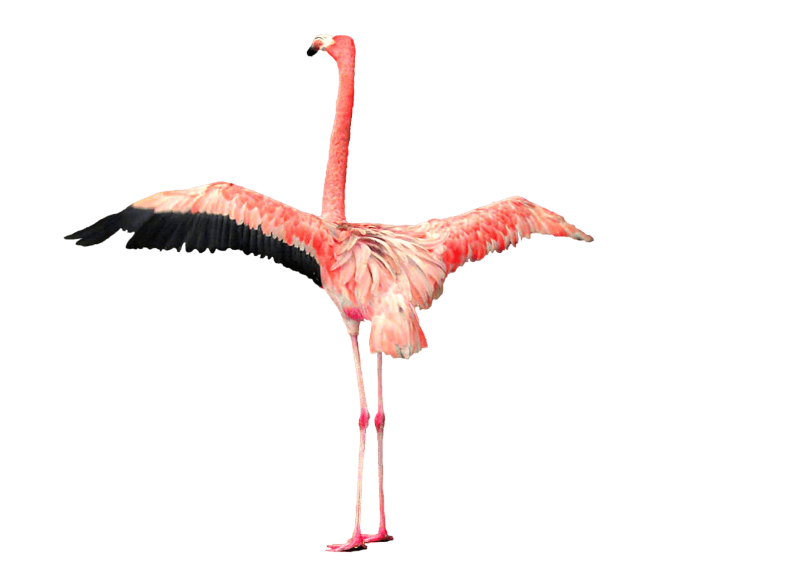 Flamingo PNG - 4824