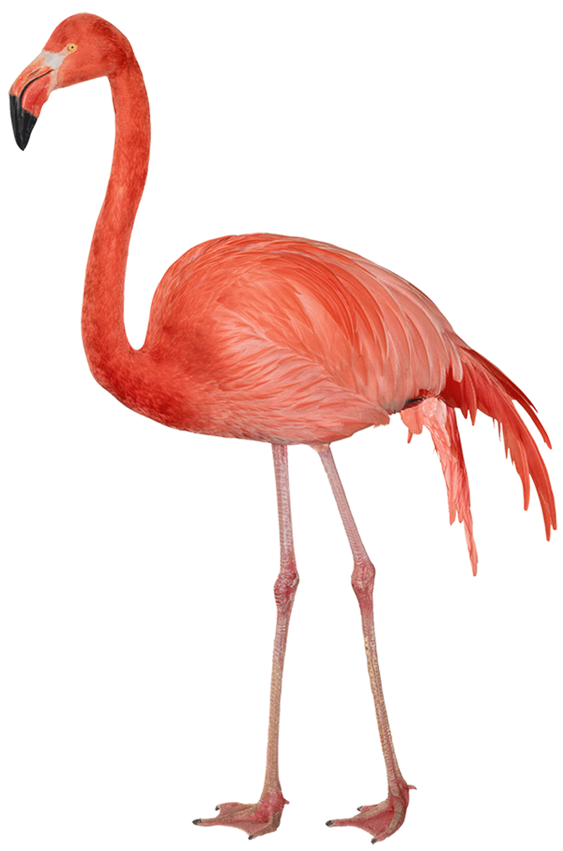 Flamingo PNG - 4822