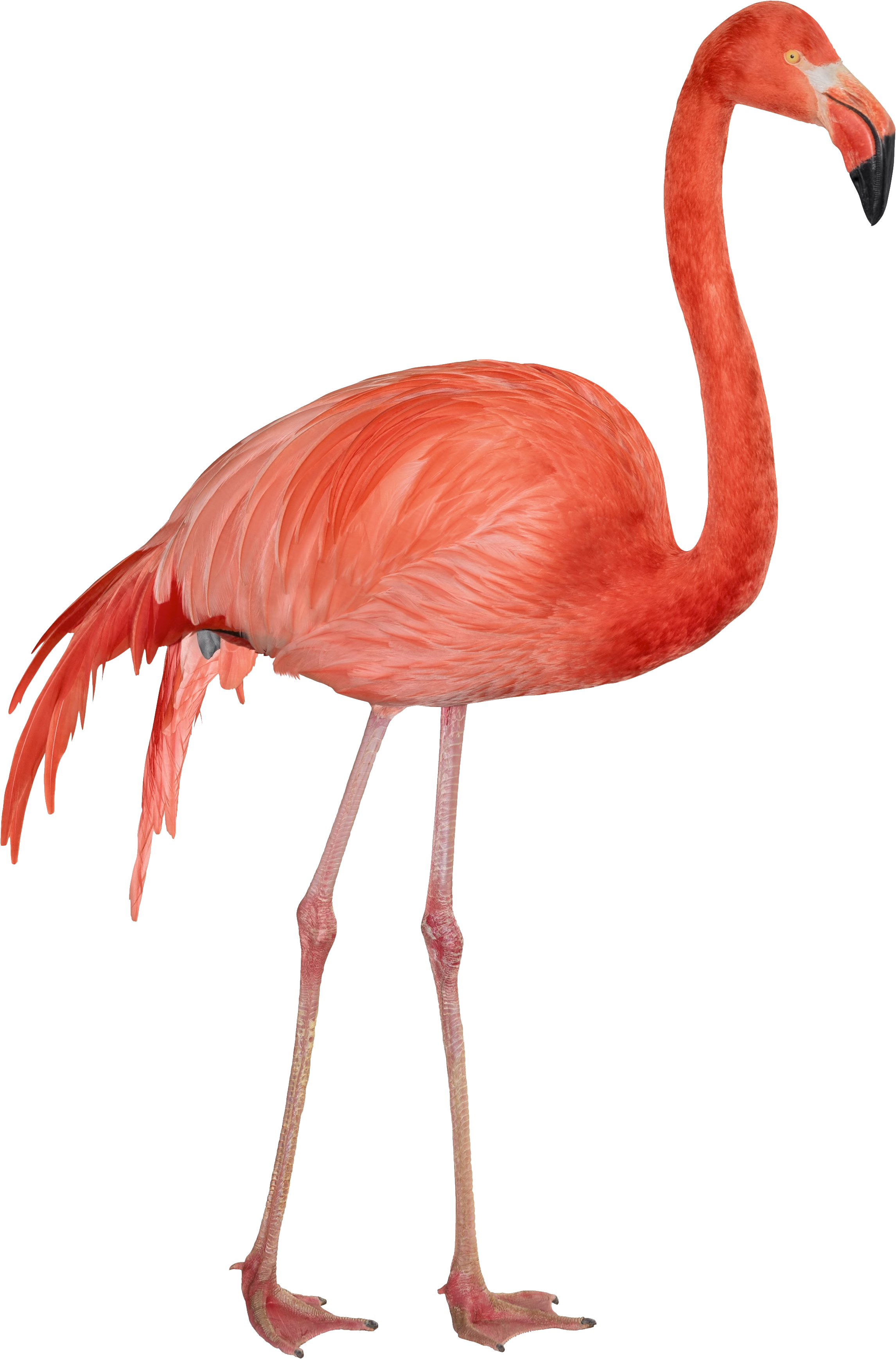 pink flamingo clip art | Flam