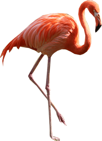 2 Standing Pink Flamingo Stoc