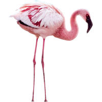 Flamingo PNG - 4821