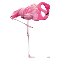 Flamingo PNG - 4820