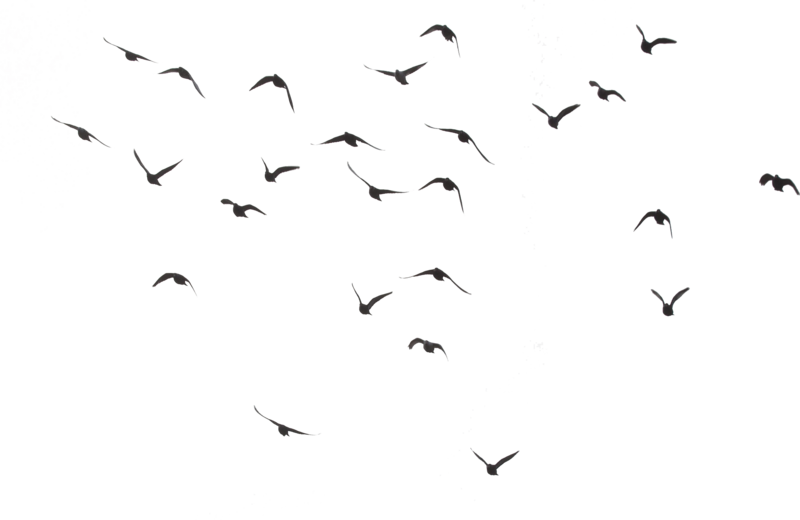Flock of Birds PNG - 25746