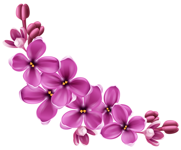 Floral PNG - 23723