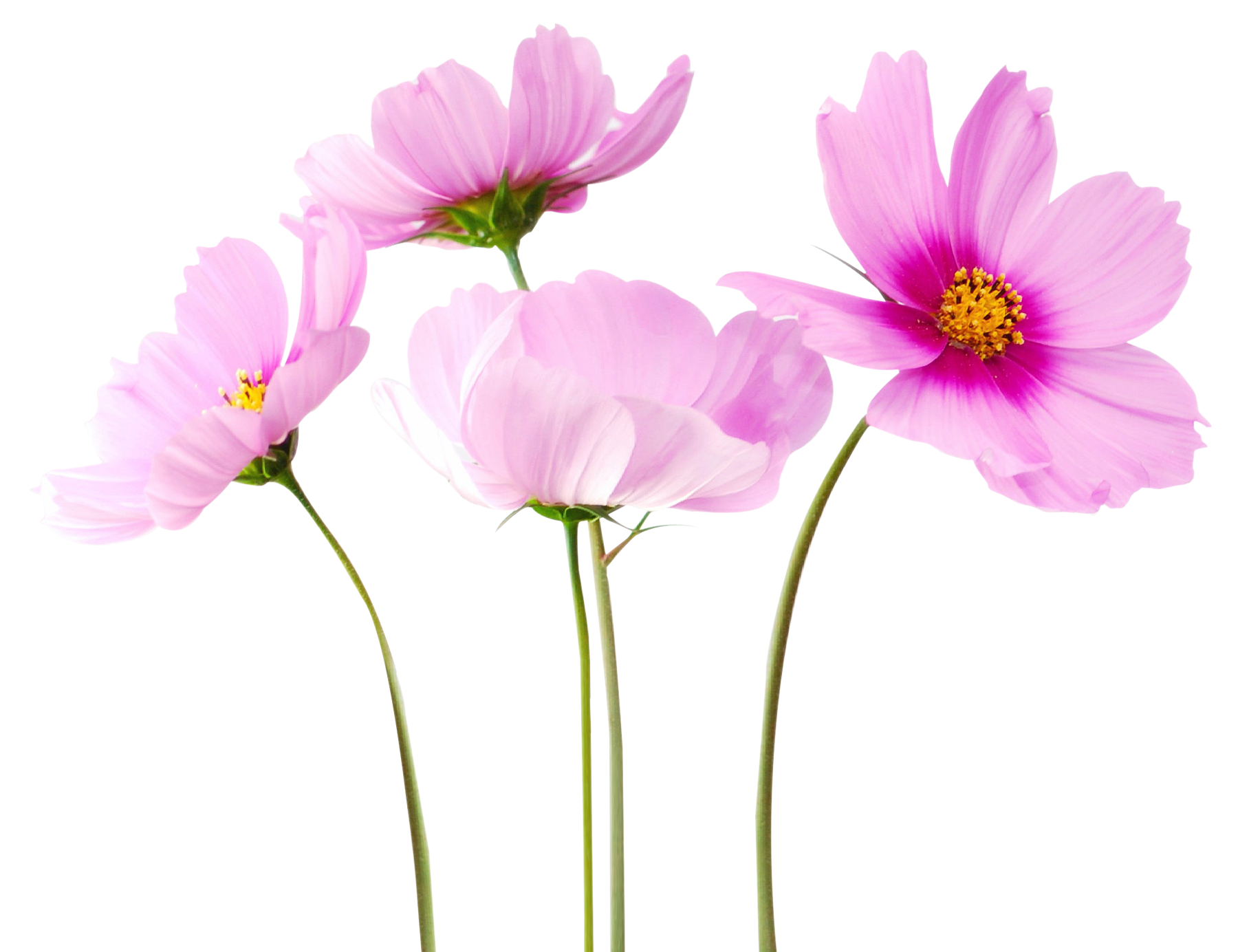Cosmea Flower PNG Image