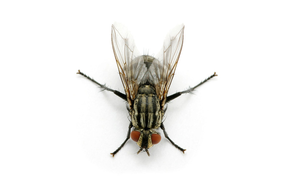 Fly PNG - 10780