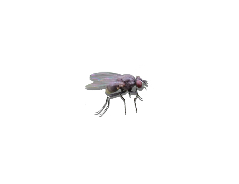 Fly PNG - 10775
