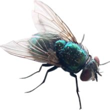 Fly PNG - 10789