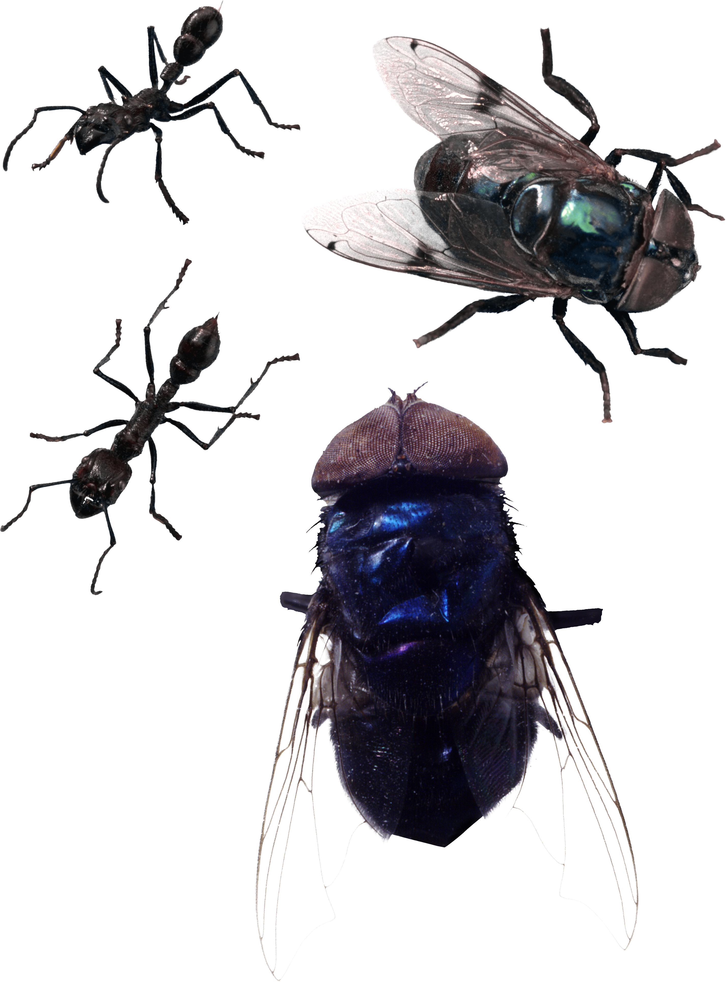 Fly PNG - 27727