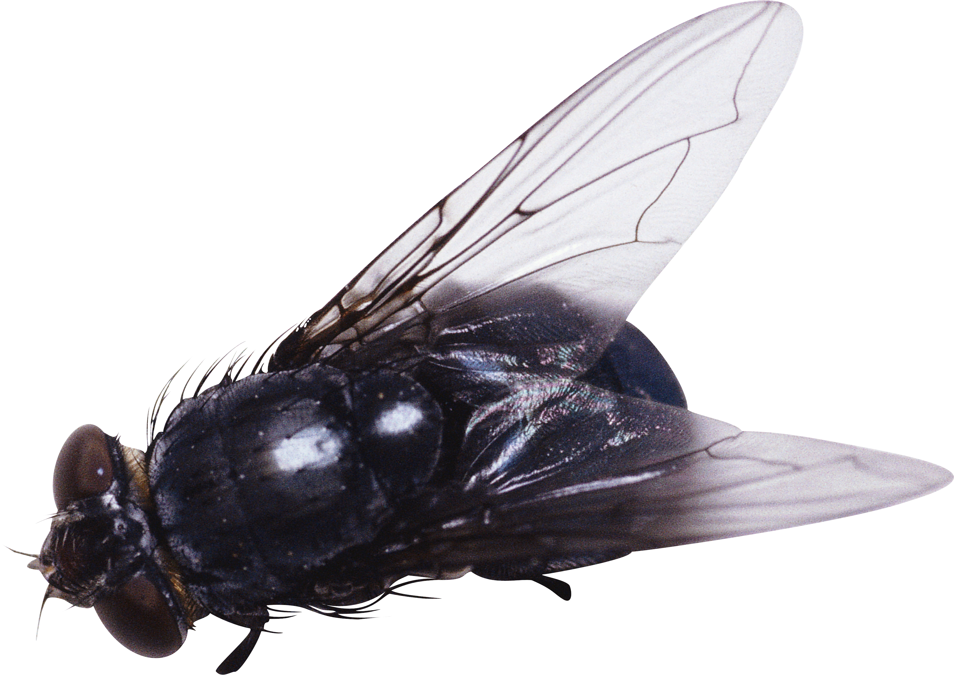 Fly PNG - 27722