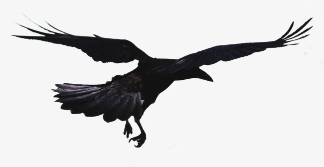 Watercolor Crow, Black Crow, 