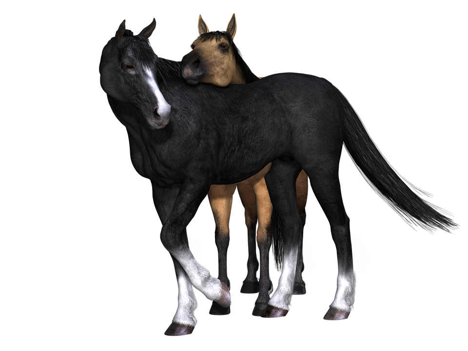 Foal PNG HD - 124617
