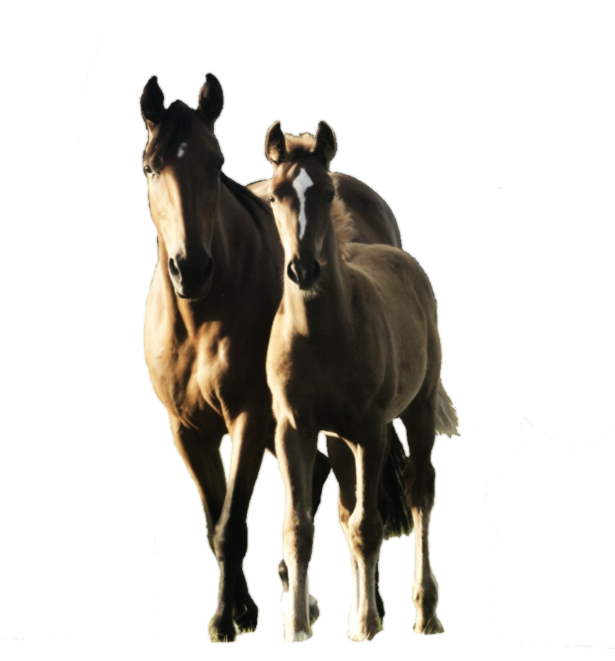 Foal PNG HD - 124622