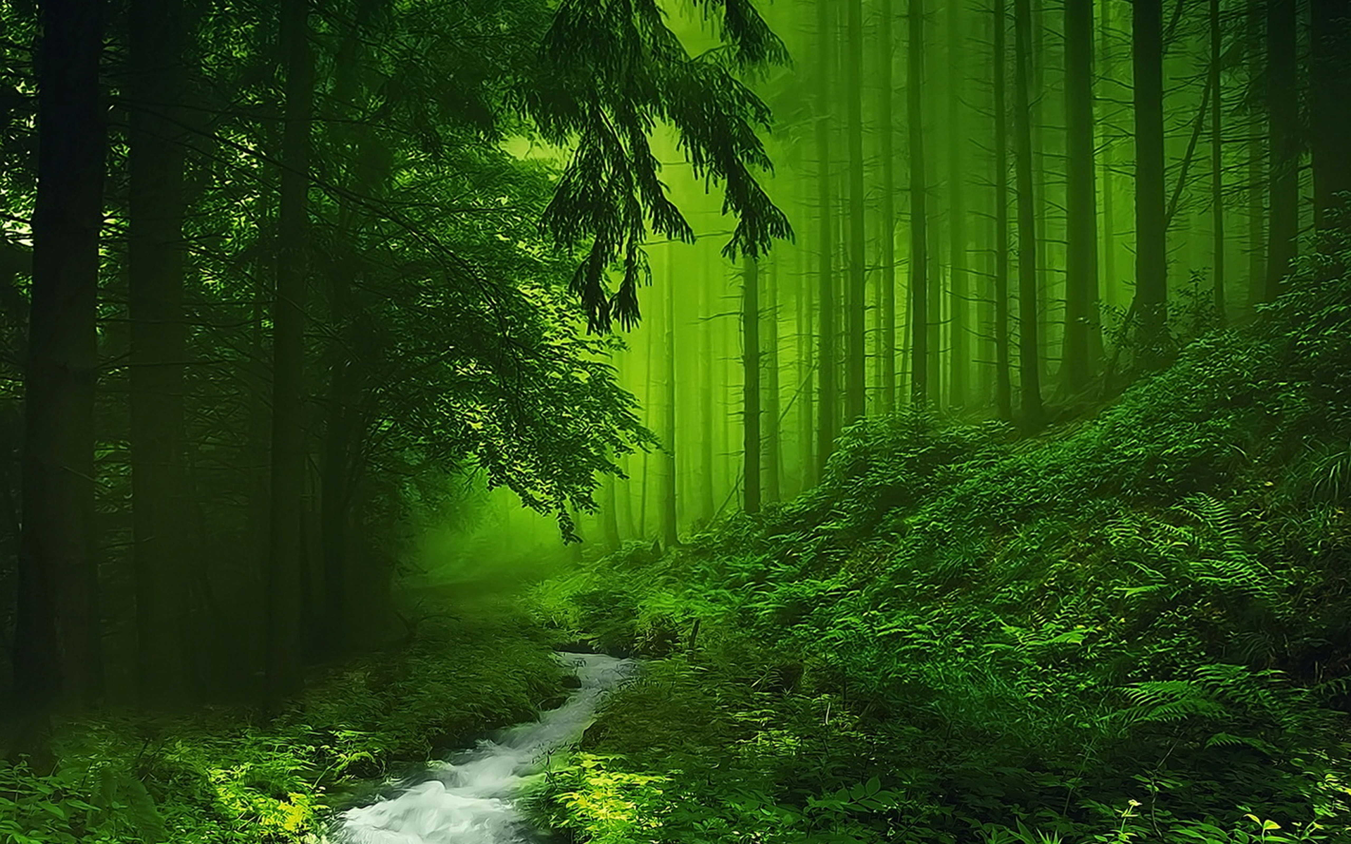Forest PNG HD Images - 132011