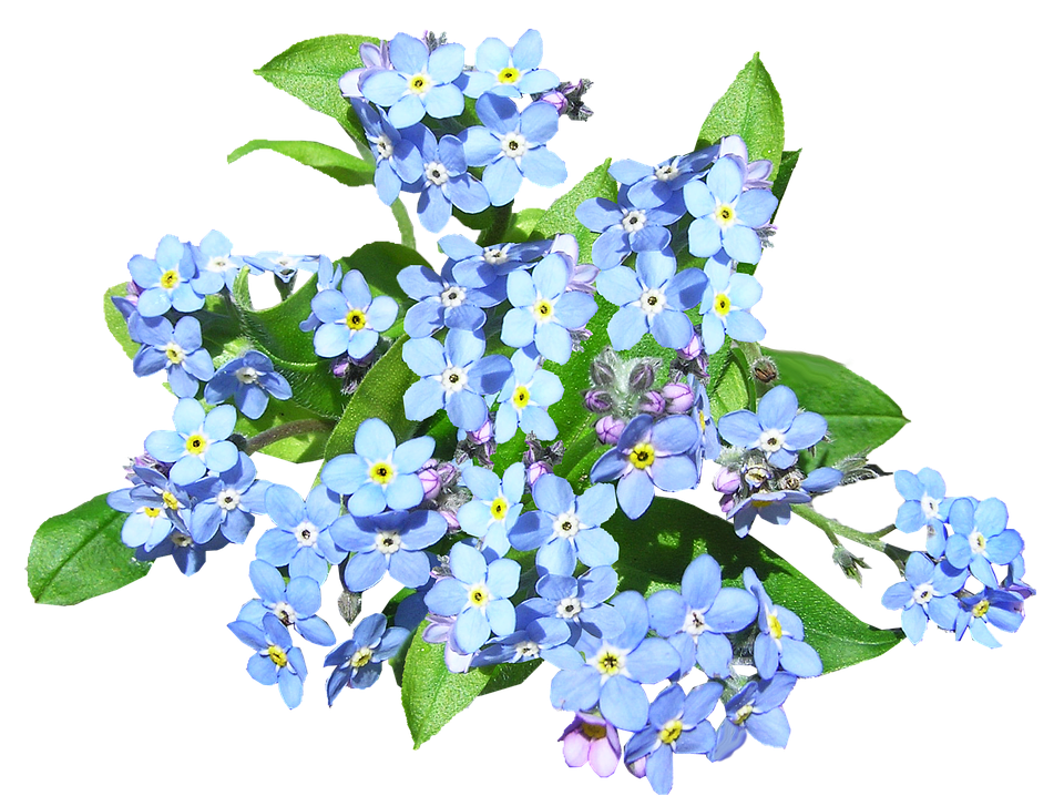 Forget Me Not PNG HD - 121296