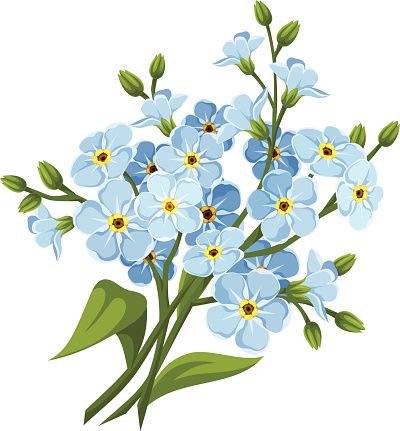 Forget Me Not PNG HD - 121305