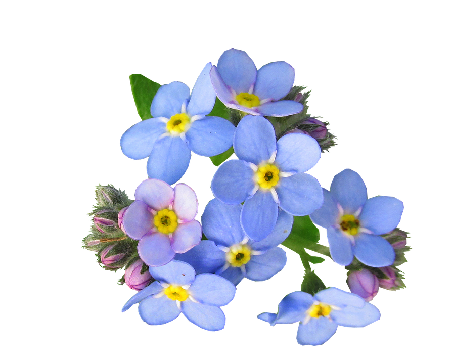 Forget Me Not PNG HD - 121293