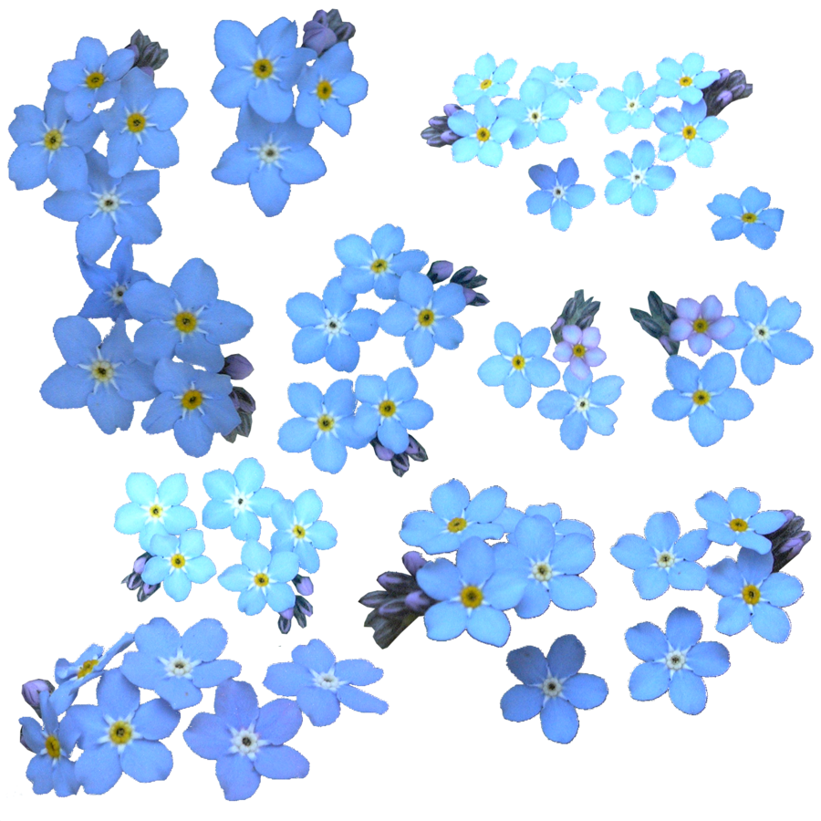 Forget Me Not PNG HD - 121294