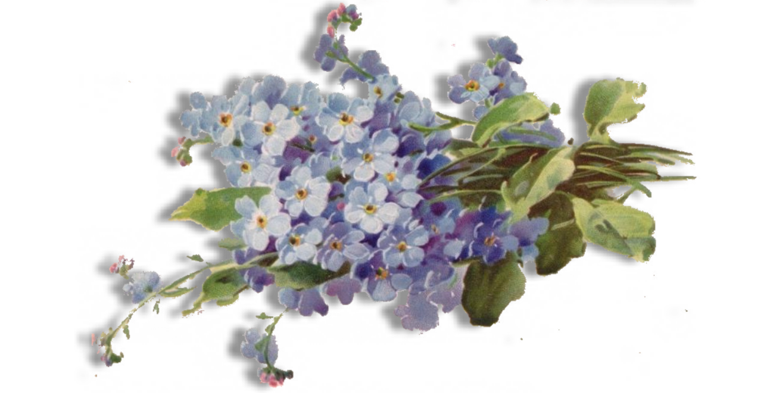 Forget Me Not PNG HD