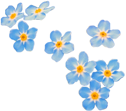 Forget Me Not PNG HD - 121297