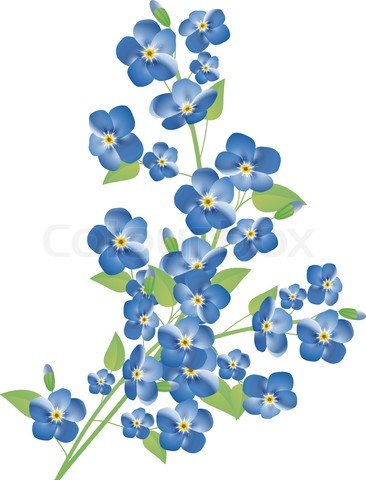 Forget Me Not PNG HD - 121301