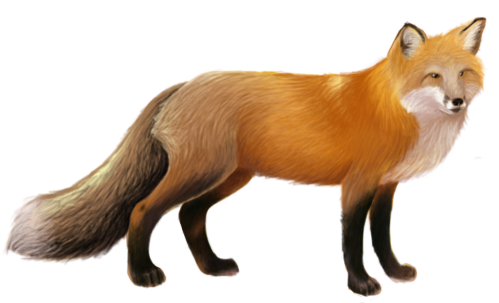 Fox PNG - 18745