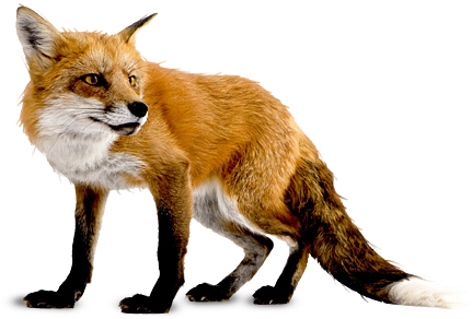 fox png image, free download 