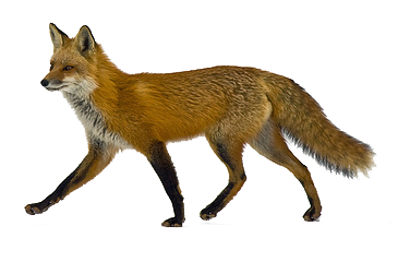 Fox PNG - 18762