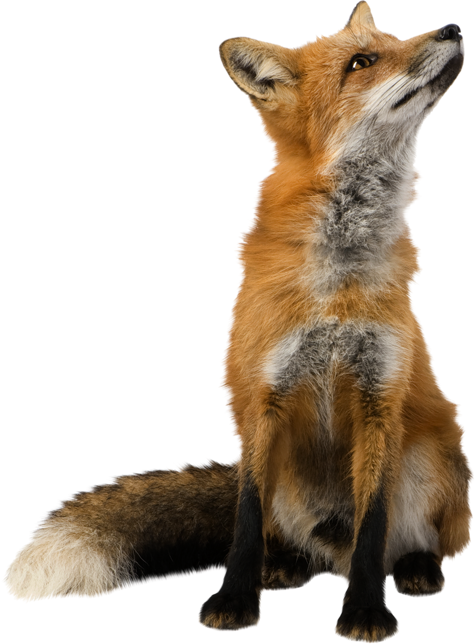 Fox PNG - 18754