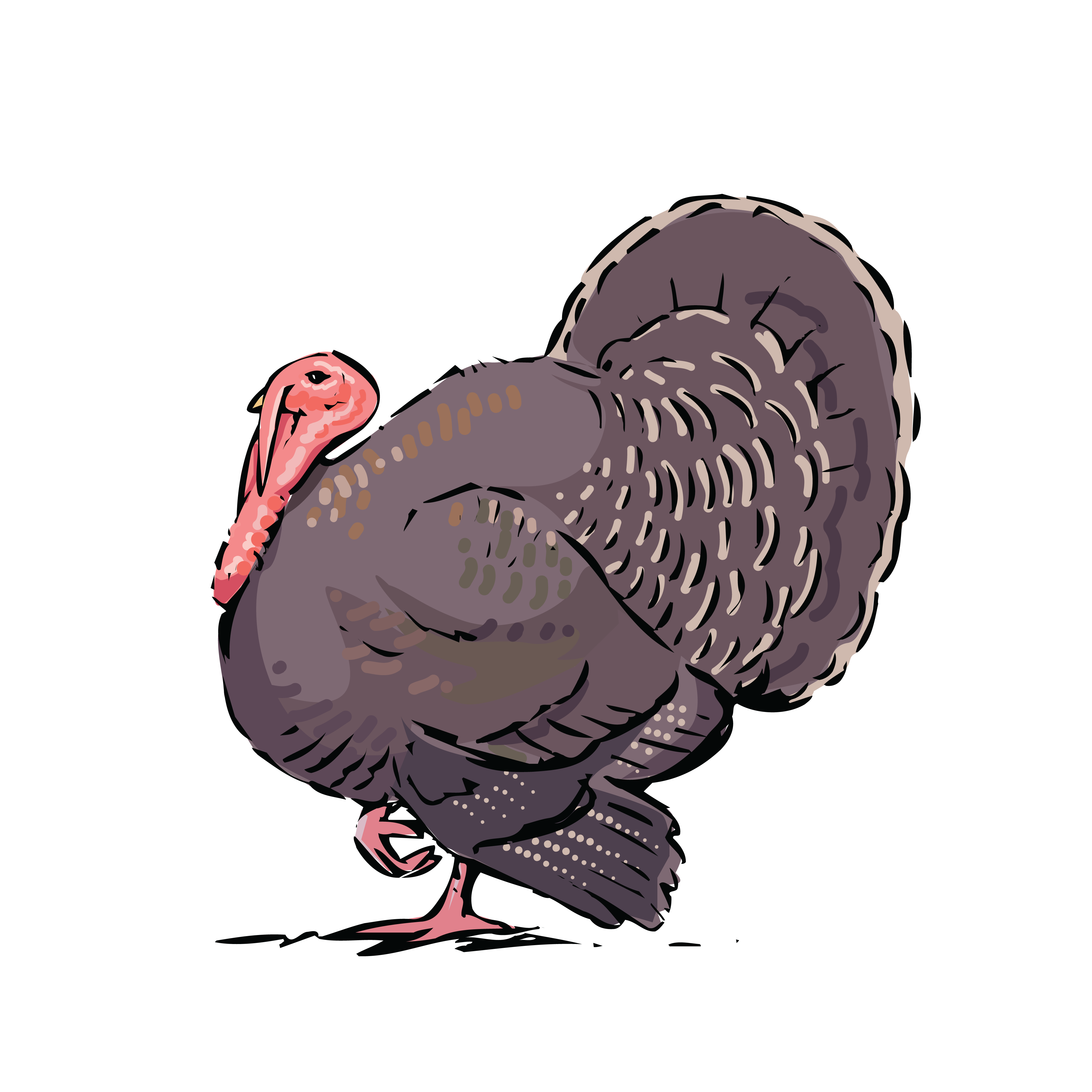 Turkey Bird PNG - 5887