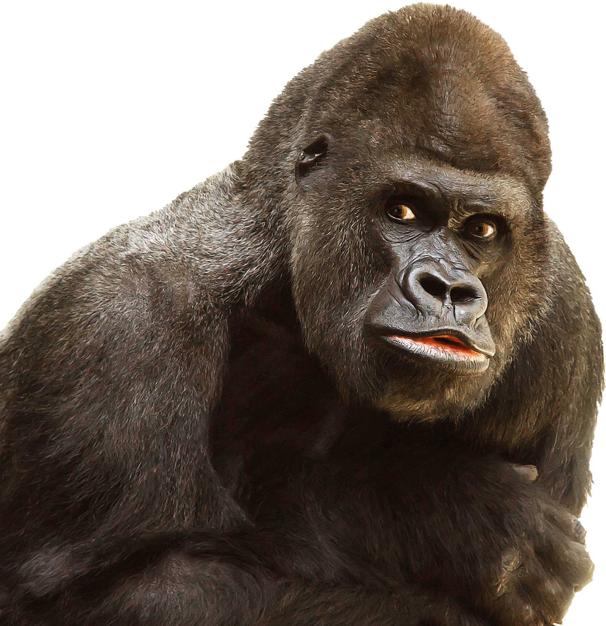 Gorilla PNG Picture
