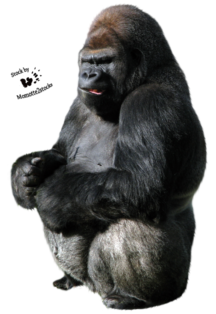 Free Gorilla PNG - 65242