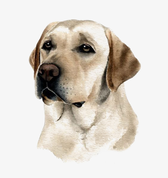 Collection of Free Labrador Retriever PNG. | PlusPNG