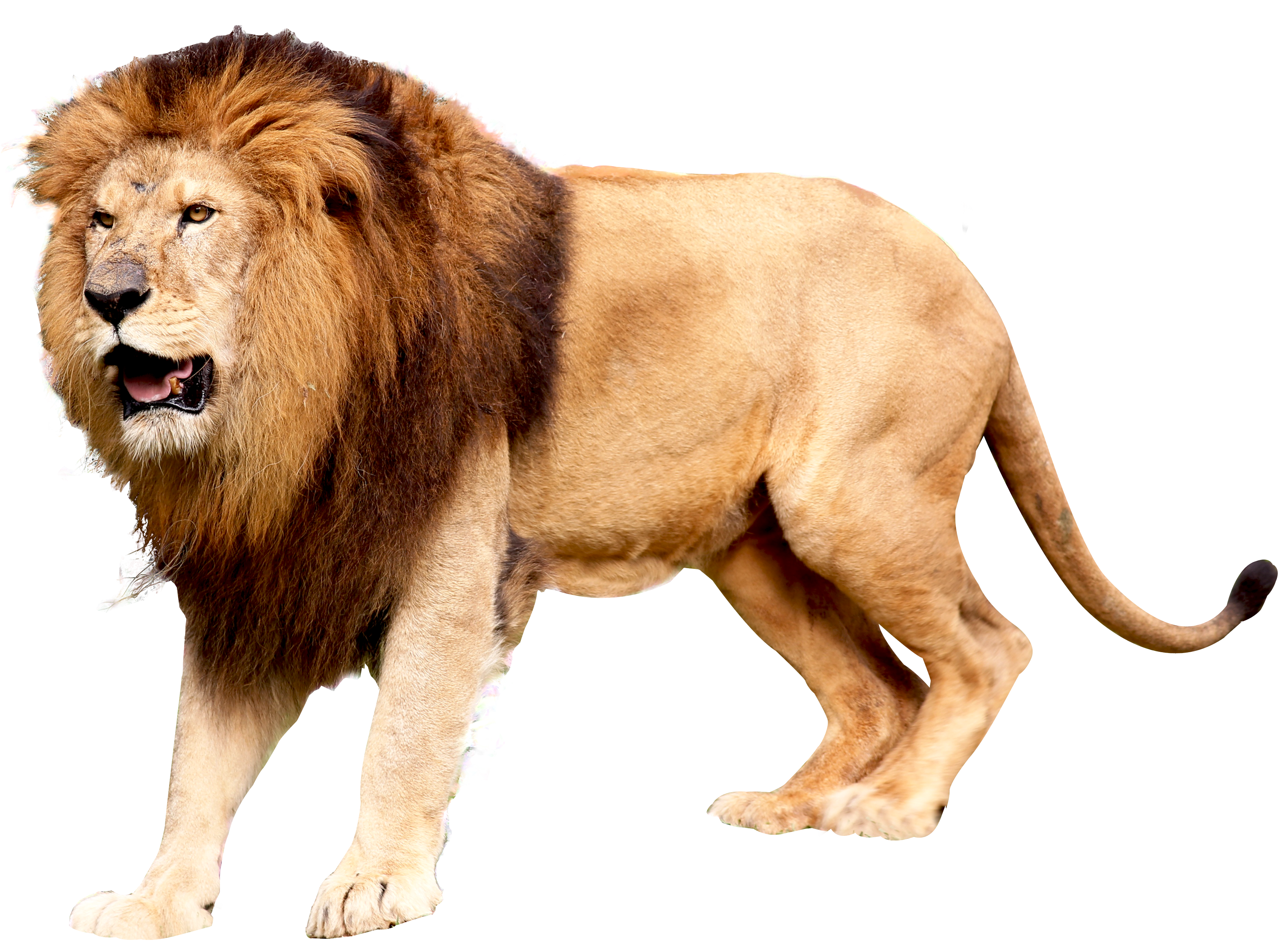 Free Lion PNG HD  - 128241