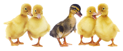 Free PNG Ducks In A Row - 84056
