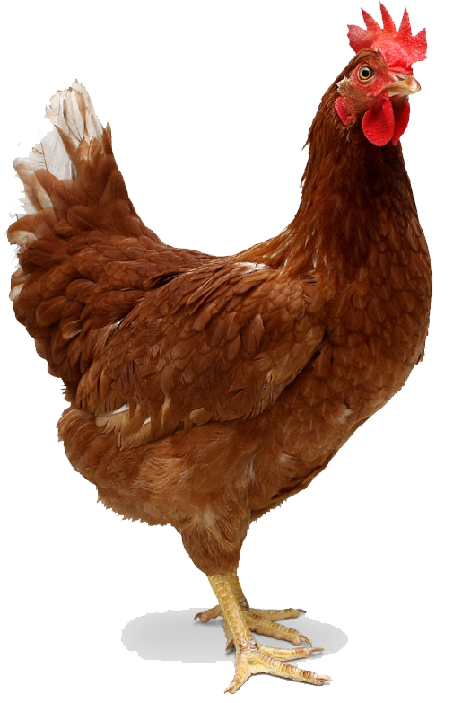 Free PNG Hen - 65372