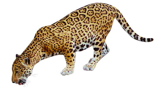 Free jaguar clipart 3